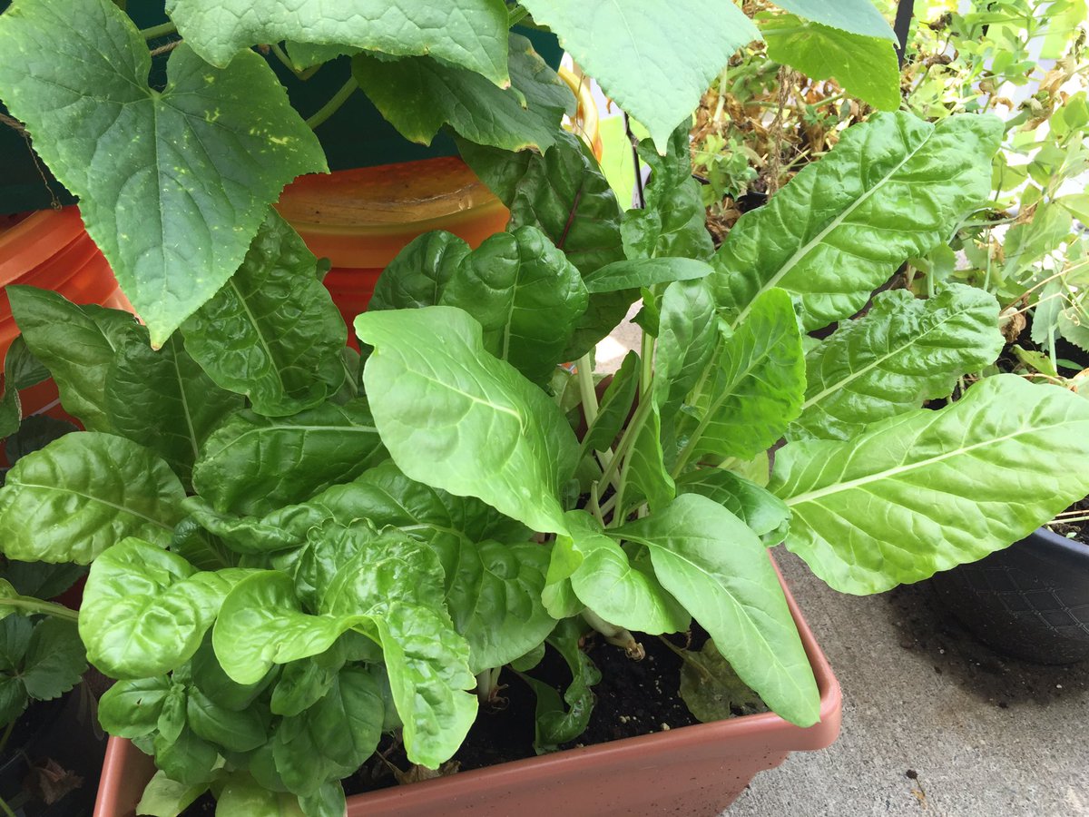 More joyful pics from the garden!  #FindingJoy