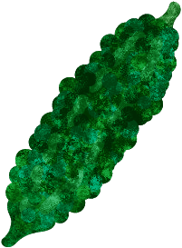 ゴーヤのtwitterイラスト検索結果 古い順