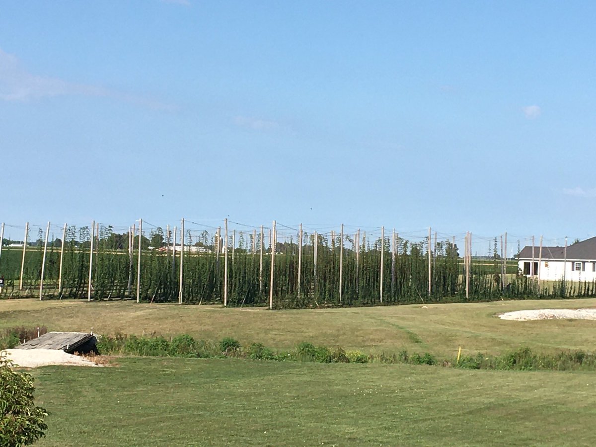 ArcadiaHops's tweet photo. A great day to visit the Hop Yard & experience agriculture in action. Open Hop Yard 10-2. Stop out & see the process of growing Ohio Hops. @CareyBrewing is on site & ready to answer questions - the Brewery will be opening soon! #OhioHops #drinkbeergrownandmadehere #drinklocal https://t.co/gQApGxS1zn