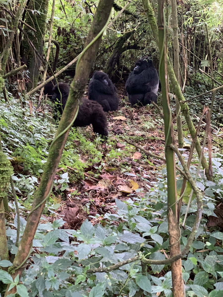 cakamanzi's tweet photo. Was thrilled to see our relatives in Volcanoes N. Park this morning. Mountain gorillas share 98% of their DNA with us. No wonder they seemed relaxed and happy we are finally back to visiting. Make sure you enjoy the attractive packages in our current promotion &amp; @visitrwanda_now https://t.co/6y3JGpZWh1