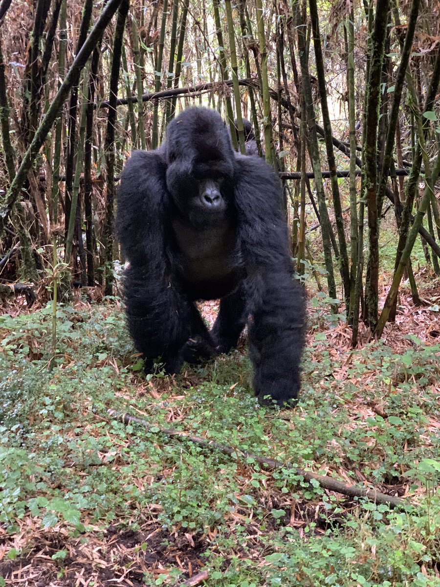 cakamanzi's tweet photo. Was thrilled to see our relatives in Volcanoes N. Park this morning. Mountain gorillas share 98% of their DNA with us. No wonder they seemed relaxed and happy we are finally back to visiting. Make sure you enjoy the attractive packages in our current promotion &amp; @visitrwanda_now https://t.co/6y3JGpZWh1
