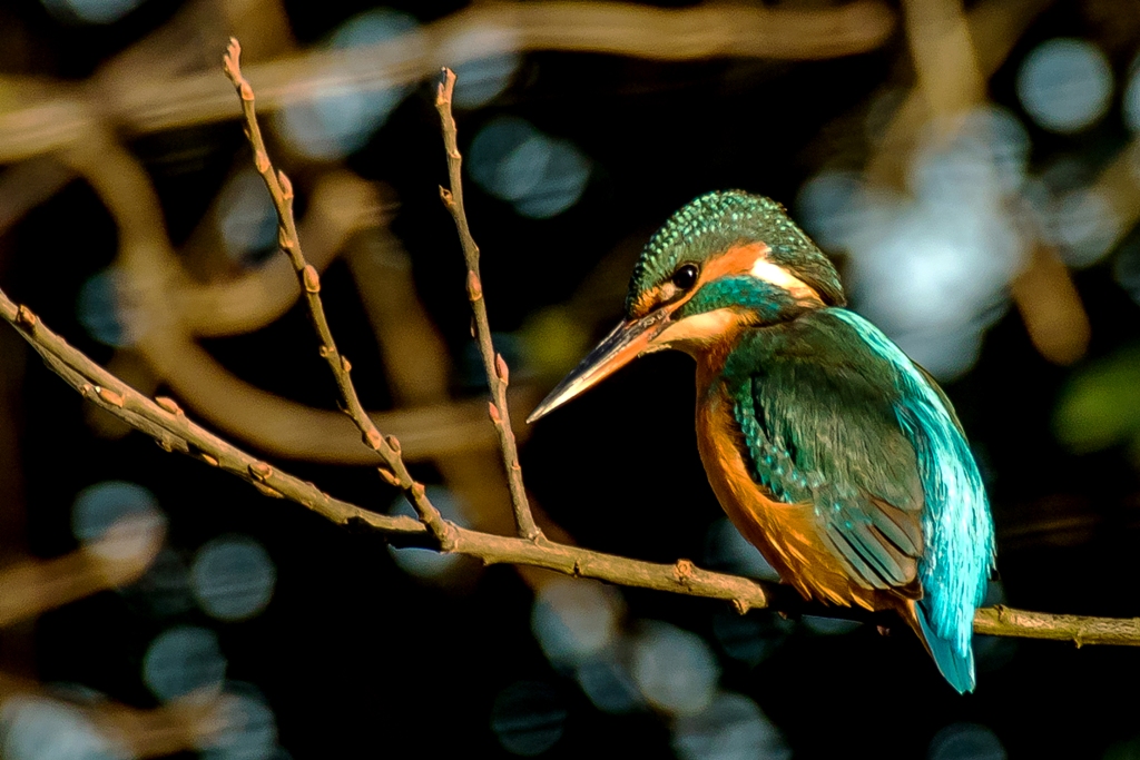 ChichesterCanal's tweet photo. Photo comp winners announced. 1 Dave Standley (kingfisher) 2 Rick Gatley (Basin) jnr Amelia Irons (cows). Big tx to @ImberCourtPhoto for sponsoring 2 prizes. Well done everyone @Discover_Chi @ExpWestSussex @ChichesterPost @ChichesterBID @ChiChamber https://t.co/ttNsTLYvaa