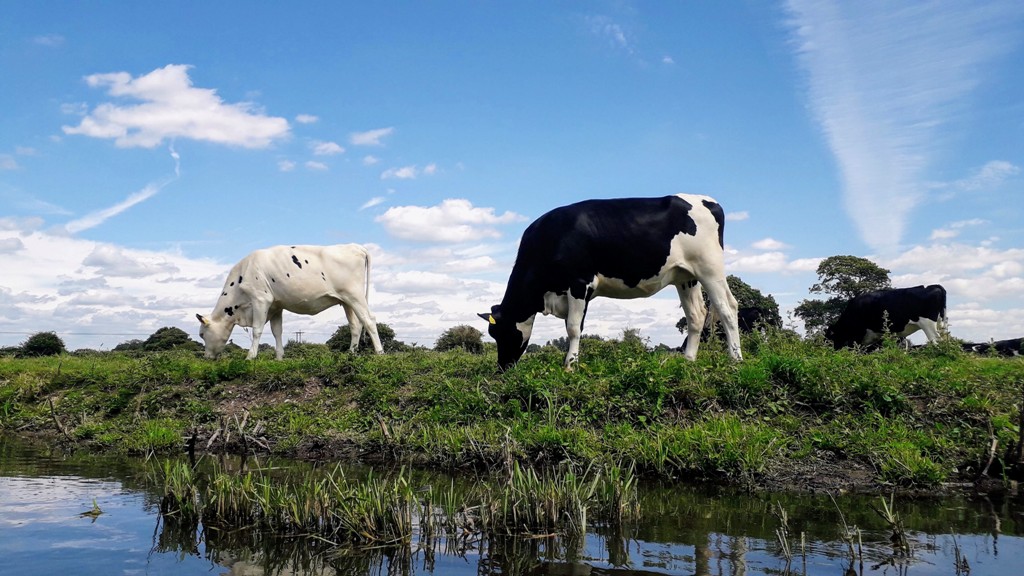 ChichesterCanal's tweet photo. Photo comp winners announced. 1 Dave Standley (kingfisher) 2 Rick Gatley (Basin) jnr Amelia Irons (cows). Big tx to @ImberCourtPhoto for sponsoring 2 prizes. Well done everyone @Discover_Chi @ExpWestSussex @ChichesterPost @ChichesterBID @ChiChamber https://t.co/ttNsTLYvaa