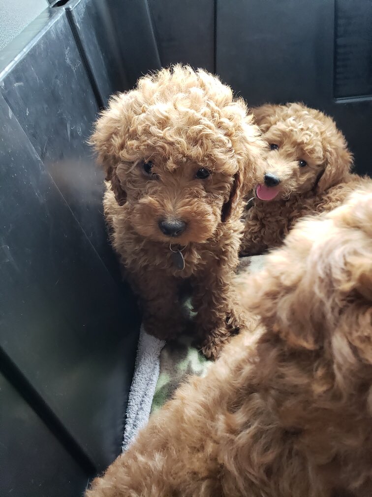 steenburias's tweet photo. on pawternity leave 🐶✌️ https://t.co/4p8UWreE8F