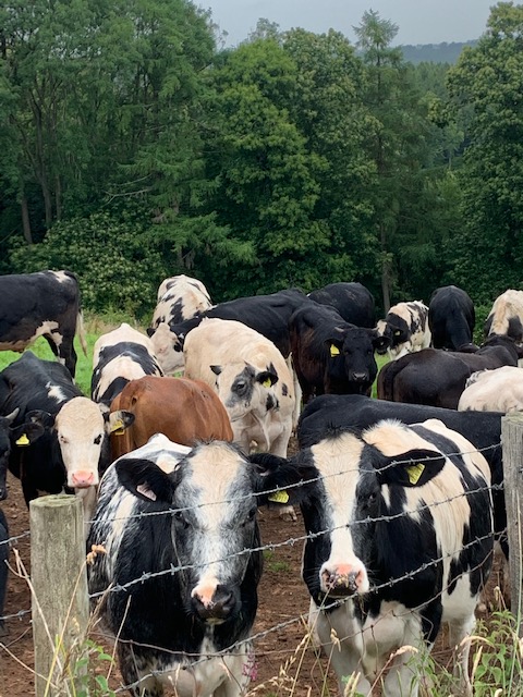 NT_Brockhampton's tweet photo. Here's a herd who love a photoshoot! If you're planning on walk the Yellow Carriage route soon you may bump into this friendly lot.
#Herefordshire #cows #friendlycows https://t.co/bCzJrfScpo