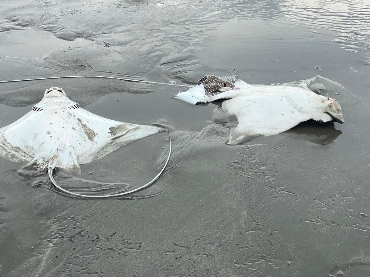 LuisCasis20's tweet photo. Mira lo que está causando eso barcos en la playa de Gorgona, 
Después del Río Gorgona hacia punta chame @AMP_Panama @ProtegeryServir @proteccioncivil. https://t.co/1TOBymPctt