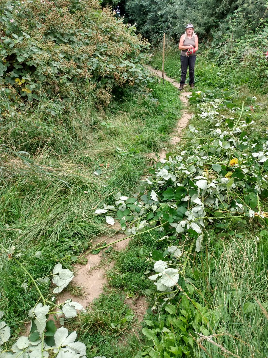 Carefully cutting back bramble runners by hand yesterday at Kiln Meadow LNR. Bramble's brilliant for wildlife, but you can have too much of a good thing! The runners 'tip-root' allowing the plant to spread very quickly, outcompeting the meadow habitat <a href="/IpswichGov/">IpswichGov</a> @BaberghDistrict