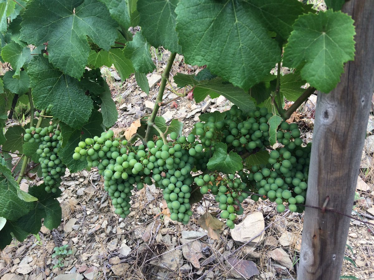bodegacorias's tweet photo. Maravillosos Carrasquines y Albarines negros en la viña de Cobos, en Cangas del Narcea.
#albarínnegro #albarinnegro #carrasquín #carrasquin #verdejonegro #dopcangas #docangas #cangasdelnarcea #asturias #asturies #vinosdemontaña #viticulturaheroica #viticolturaeroica #nofilter https://t.co/arEymwG47y