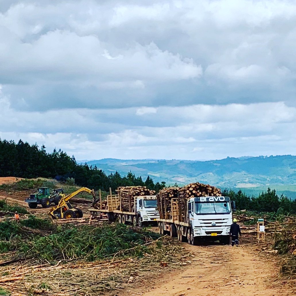 GreenResources's tweet photo. Pine Haulage with our logistics partner @BravoLogistics #pine #sustainableforestry in #Tanzania @NgalulaAngelina @AgricomAfrica @tpsftz https://t.co/UMDLOANMAn