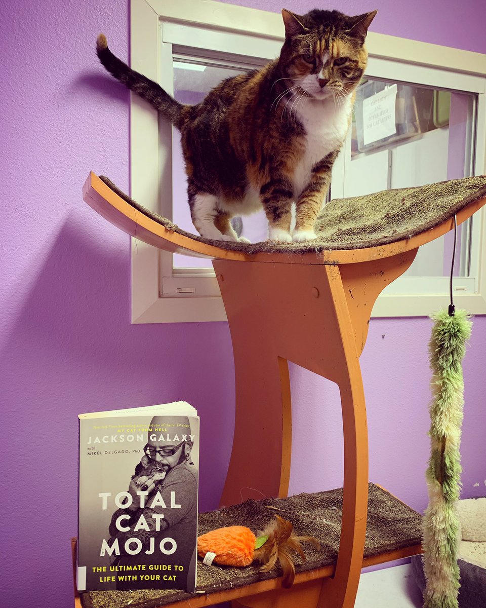 ebrpl's tweet photo. Cassie has total cat mojo! You can find this pretty girl at @cathavenbr. #caturday #catsandbooks #totalcatmojo #jacksongalaxy #ebrpl #cathavenbr https://t.co/fDa1eiezLV
