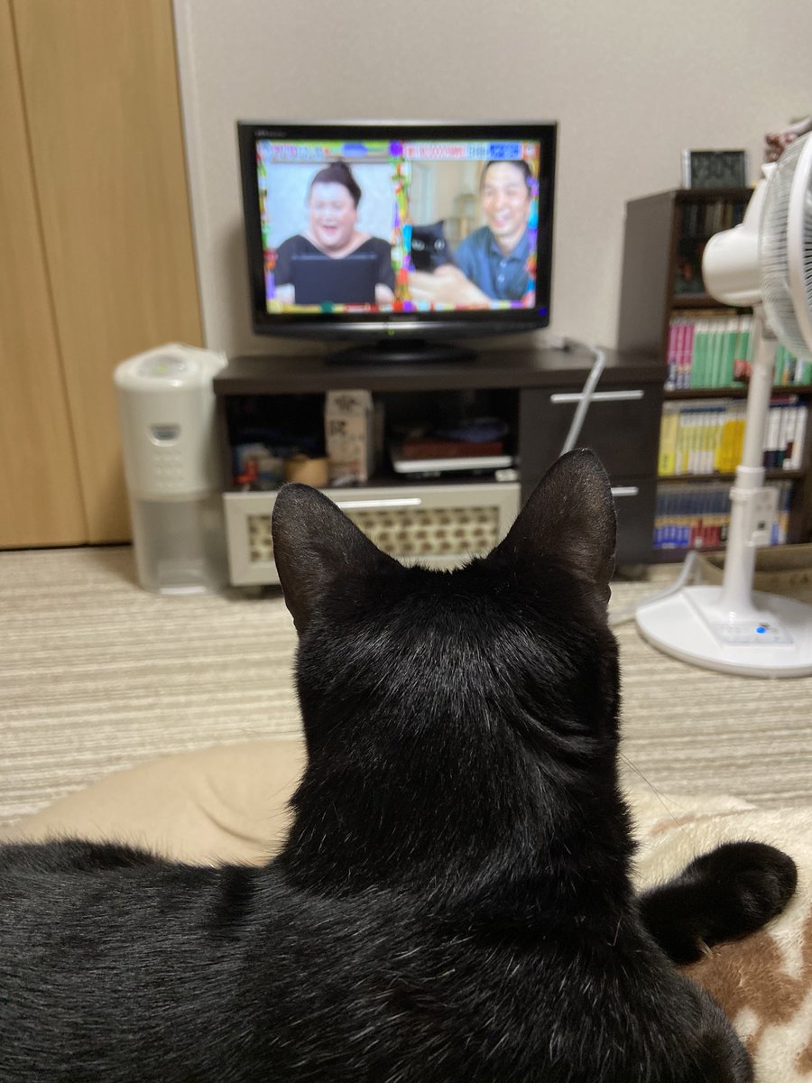 マツコ会議で 猫動画 が話題に トレンドアットtv マツコ会議で 猫動画 が話題に トレンドアットtv