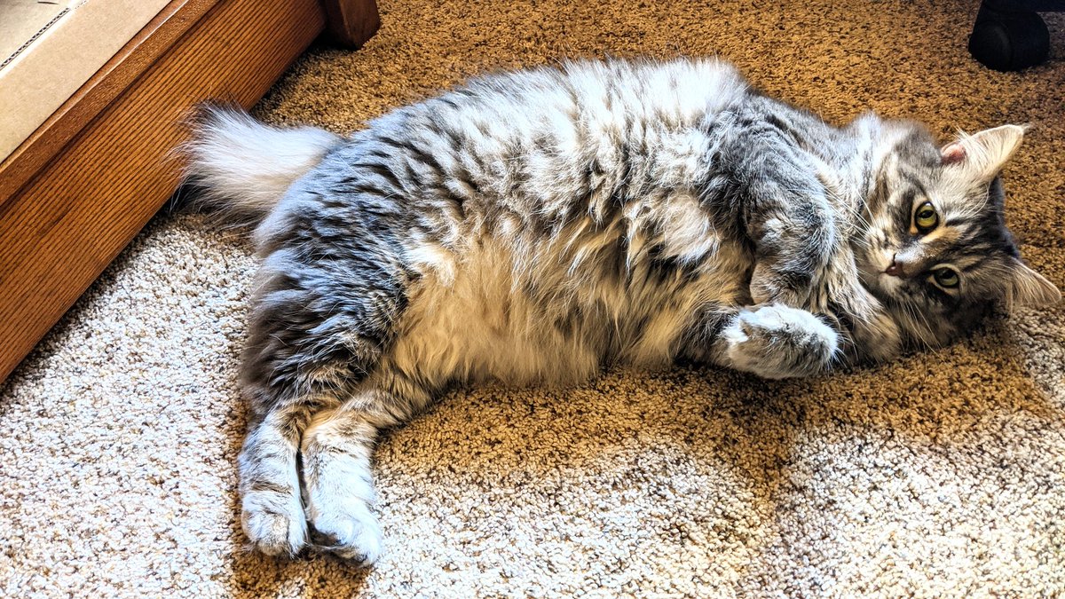 empirednbcom's tweet photo. #Saturday is #caterday on #Empirednb! Show me your #cat and I'll add them to our side show engine. Drank my usual 10 cups off #coffee already. Working on the site today and I got me a furry potato #bluefuzz to help. FACT! #cats love #dnb especially #liquiddnb #usdnb #meownbass https://t.co/HJeo9ch17W