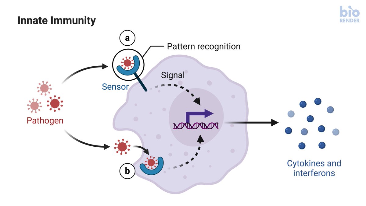 2. On mechanism, our innate immune response, first line of defense relies, at least in part, on the interferon response. 2 figures from  @VirusesImmunity's terrific thread, and the link to it https://twitter.com/VirusesImmunity/status/1285944893085491204