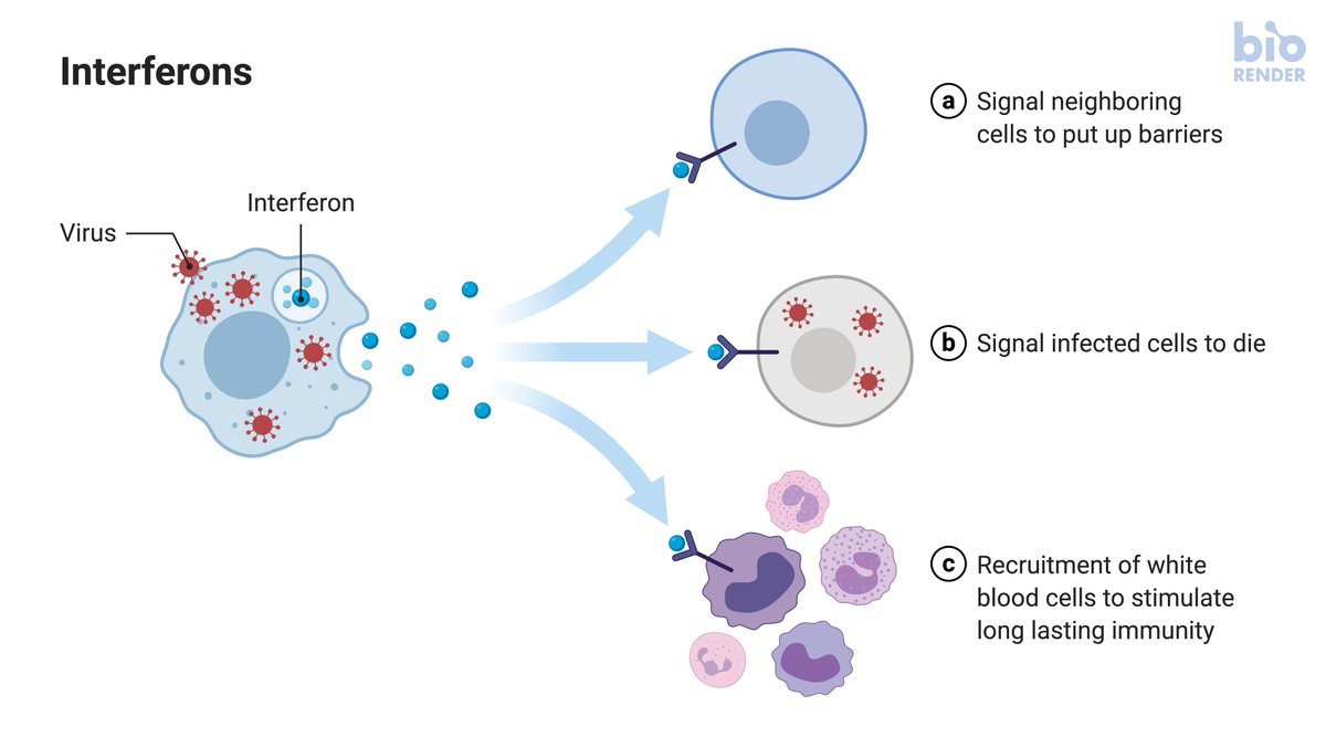 2. On mechanism, our innate immune response, first line of defense relies, at least in part, on the interferon response. 2 figures from  @VirusesImmunity's terrific thread, and the link to it https://twitter.com/VirusesImmunity/status/1285944893085491204