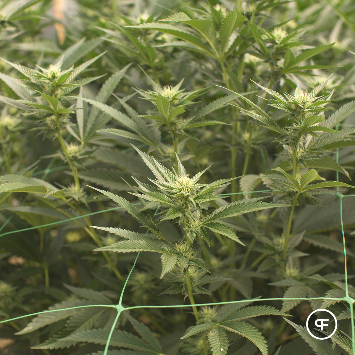 PhantomFarms's tweet photo. Oh, hello. 🧚

#mightytastycannabis #phantomfarms #terps #marijuana #420 #cannabiscommunity #weed #weedstagram https://t.co/eA5Gd0bPrB