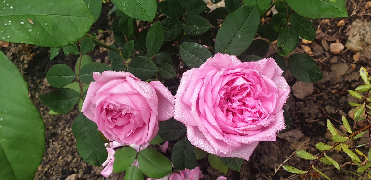 biggerbird's tweet photo. @DAustinRoses our bare root Gertrude Jekyll is just starting to bloom. Beautiful @RJFrench61 https://t.co/YNNBpim5tU