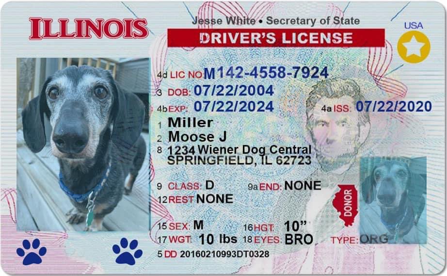This is Moose. He turned 16 this week so he got his driver’s license. Had a little trouble parallel barking but passed the test regardless. 14/10 #SeniorPupSaturday