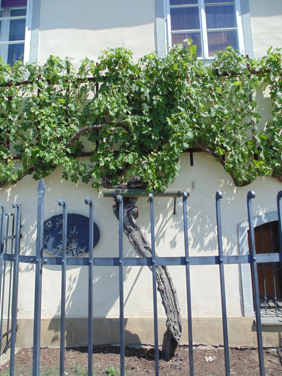 De oudste #wijnrank in het Sloveense #maribor langs de rivier de #drava in #slovenie.  Info over Maribor => infoslovenia.be/n/maribor , de 2de grootste stad van #slovenie #ifeelslovenia #prekmurje #turizem #slovenia