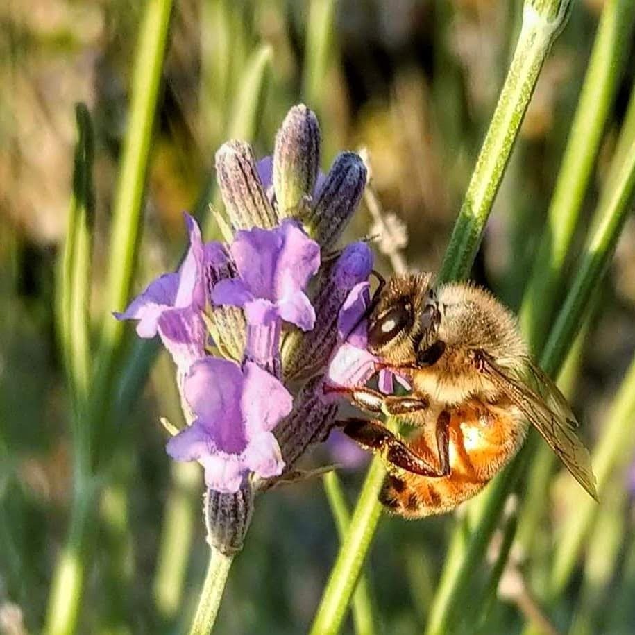 grant_likes's tweet photo. Captured this shot 2 years ago on the #essentialphone of all phones. 

#essential #ph1 #essentialph1 #macrophotography #macro #smartphonephotography #mobilephotography #bokeh #depthoffield #bee #nature https://t.co/inXffv5QkZ https://t.co/3Uyh0P5B9E