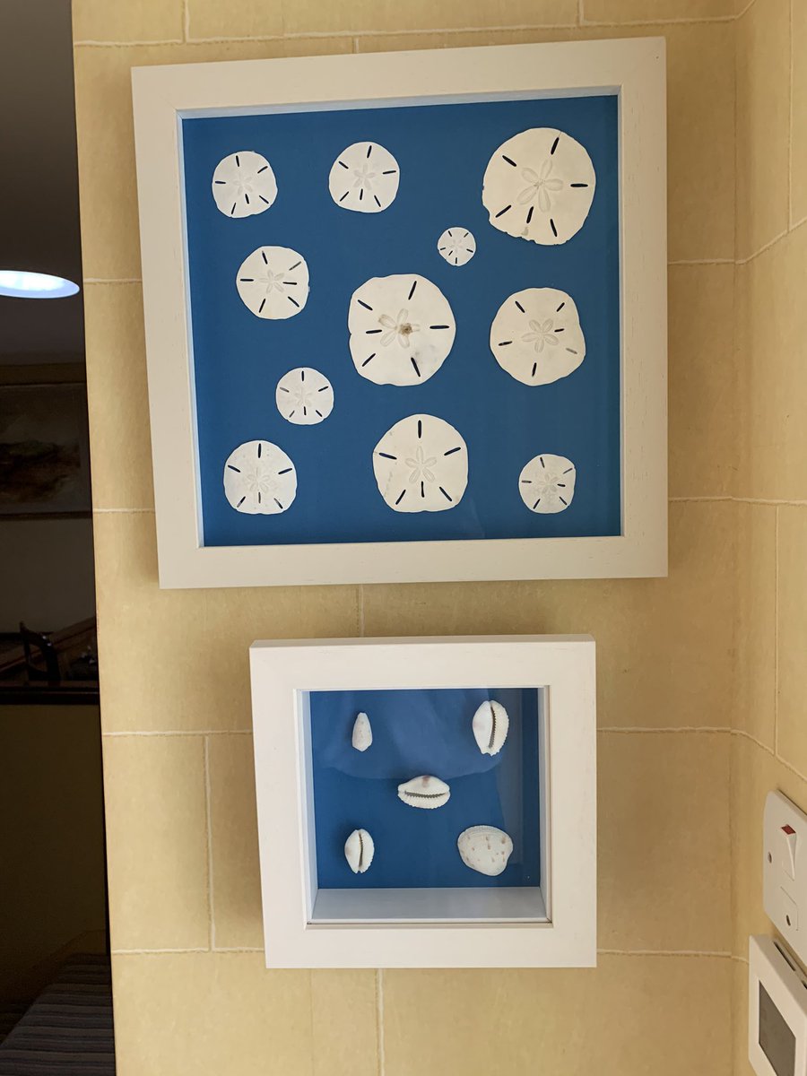 <a href="/daymark1683/">Daymark 1683 Rum</a> we love a shell! Nothing better than searching the seashore. Wherever we are,we search and admire. From #cowries on #Scilly to #sanddollars , what are your favourites? @pinkhouse_m <a href="/soneva/">Soneva</a> <a href="/seaviewIOW/">Seaview IOW</a> <a href="/Coral_Reef_Club/">Coral Reef Club</a> #shells #beach #forage #rum #fun #sun