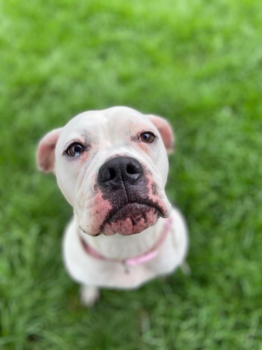 deafiedog's tweet photo. Ada is a #Deafdog that is looking for her #foreverhome 
She’s in the U.K. 😍
I so wish she could come and live with us and learn as I know she will learn #SignLanguage 
Details are in the photos how to find out about her 🐾🐾🙏😍
@DeafDogNetwork can you share too 🙏🙏🤞🤞 https://t.co/2AmBySoGhR