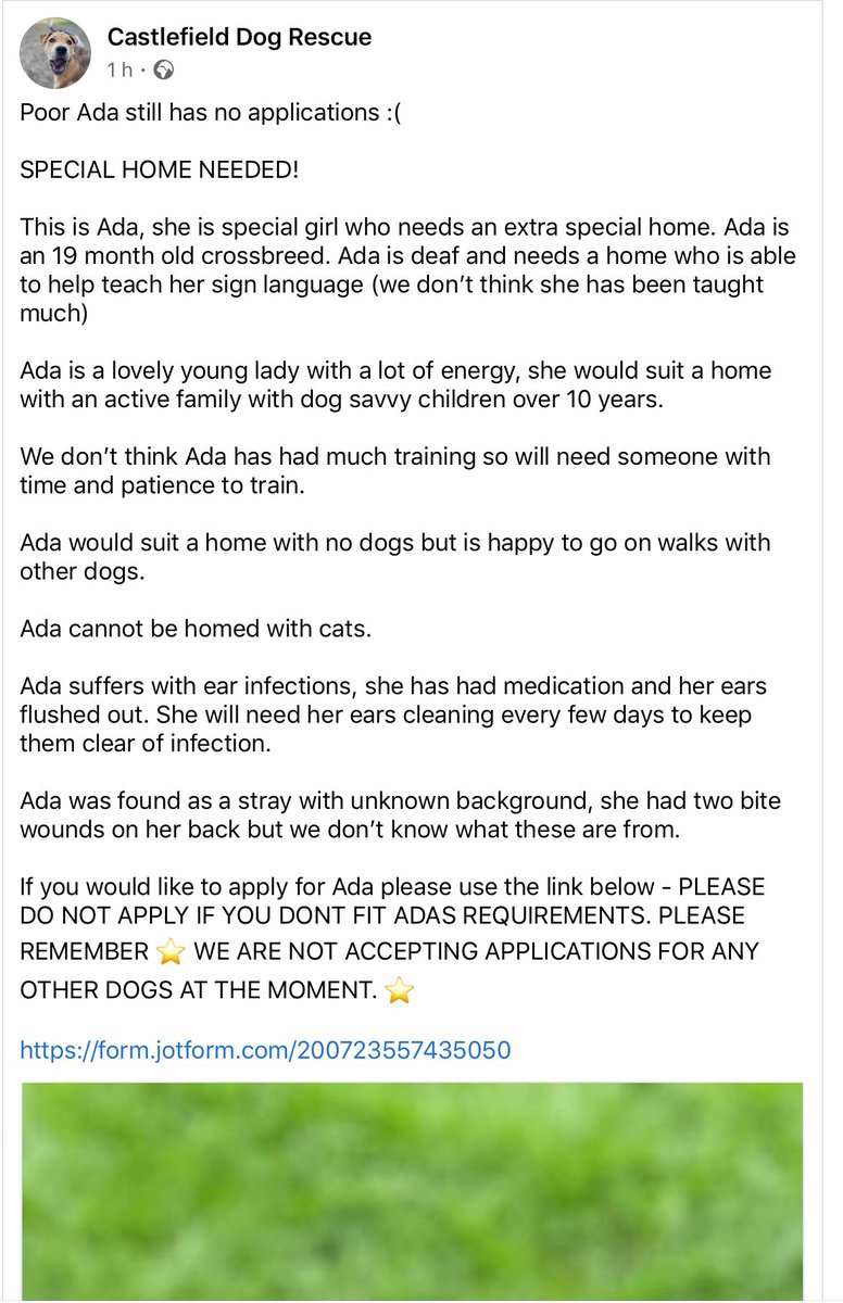deafiedog's tweet photo. Ada is a #Deafdog that is looking for her #foreverhome 
She’s in the U.K. 😍
I so wish she could come and live with us and learn as I know she will learn #SignLanguage 
Details are in the photos how to find out about her 🐾🐾🙏😍
@DeafDogNetwork can you share too 🙏🙏🤞🤞 https://t.co/2AmBySoGhR