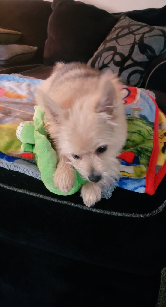 A dog"s life. Went cruising in the car and a long walk. Playtime then a nap.