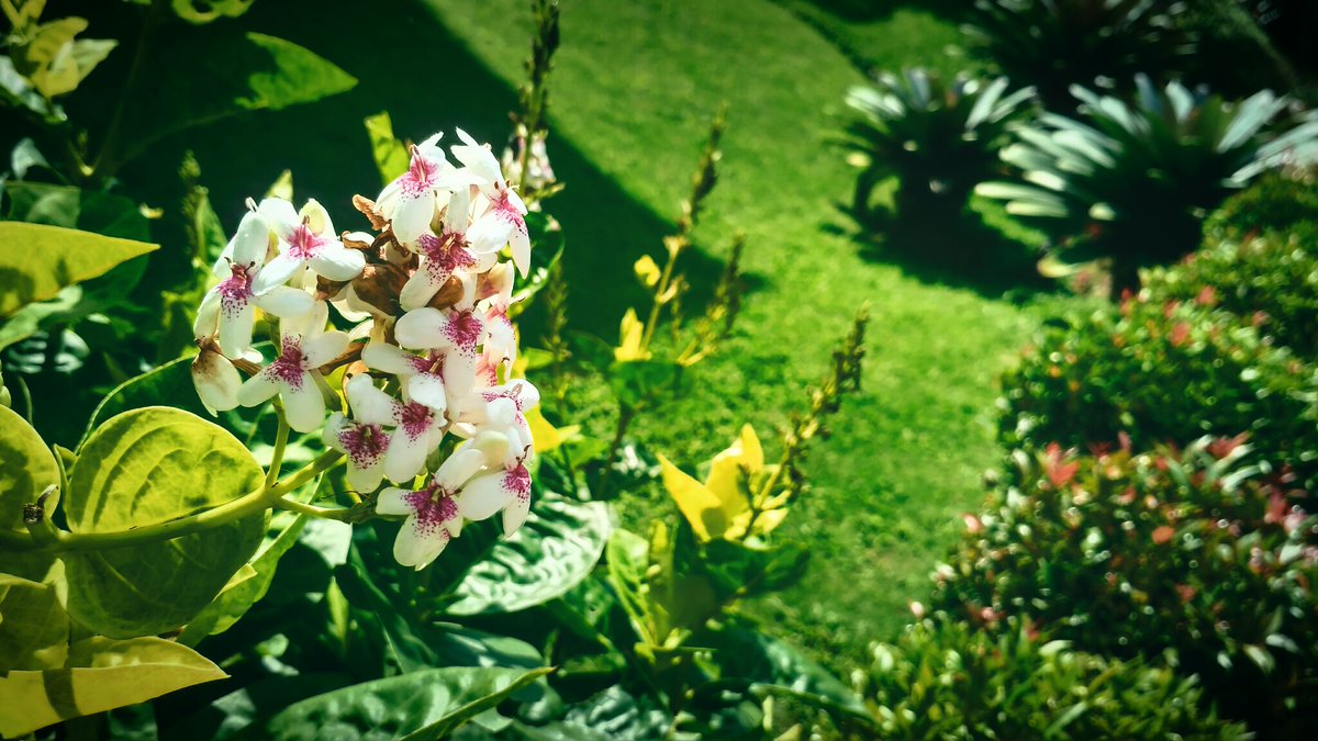 Si__Rendy's tweet photo. (17.7 - one day trip)(7)
..in "Puncak Bogor-west Java"..
.."Chimori"..
..sceneries..
#photo #photography 
         🌿🌷🌳
..stay safe..
..stay healthy and..
..goodnight..everyone..☕🌃 https://t.co/j3L7H1WA7a