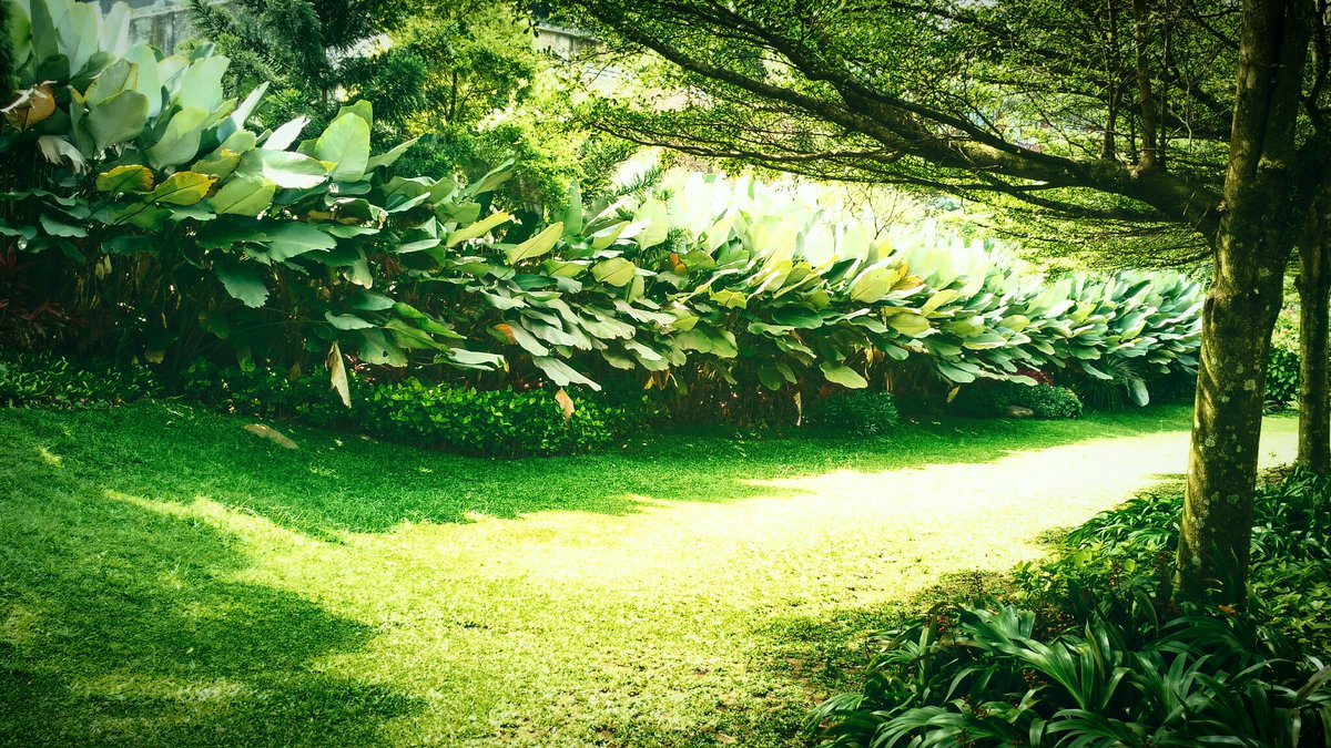 Si__Rendy's tweet photo. (17.7 - one day trip)(7)
..in "Puncak Bogor-west Java"..
.."Chimori"..
..sceneries..
#photo #photography 
         🌿🌷🌳
..stay safe..
..stay healthy and..
..goodnight..everyone..☕🌃 https://t.co/j3L7H1WA7a
