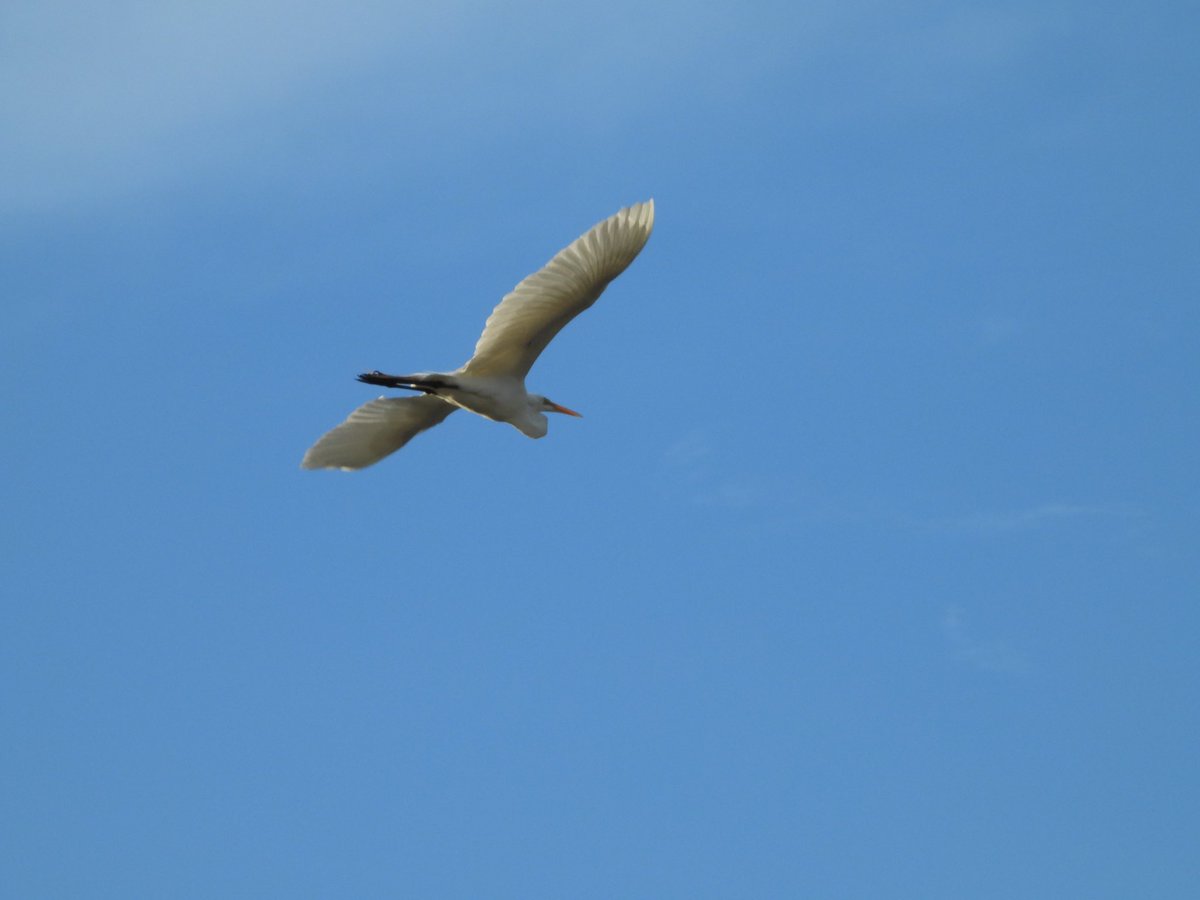 aztli patlani #ardeaalba #garzagrande #greategret