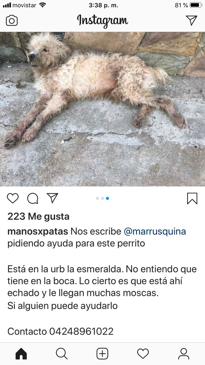 PerroUsuario's tweet photo. #AYUDA RT @liliakunaizeh: AYUDA URGENTE POR FAVOR! 🙏 Este perrito se encuentra en la Urbanización La Esmeralda, San Diego, Carabobo! Esta muy mal y no se sabe que tiene en la boca! Por amor de Dios en la zona, URGE RESCATE! Contacto: 0424-8961022 💔😥🙏  https://t.co/mjqF0SPH8h
