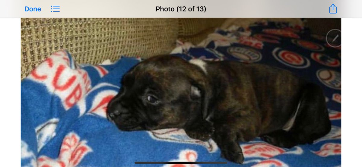 Anthonyy2424's tweet photo. From your first days to your last thank you for being the best dog. RIP Rocky 🕊💔 https://t.co/aZv03lhgRJ