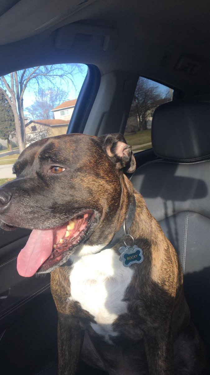 Anthonyy2424's tweet photo. From your first days to your last thank you for being the best dog. RIP Rocky 🕊💔 https://t.co/aZv03lhgRJ