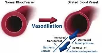Proses ini dikenal sebagai Vasodilatasi, yg sebenarnya kontradiktif dg tindakan mereka pada awal-awal hipotermiaVasodilatasi menjadikan diameter pembuluh darah melebar sehingga volume darah meningkat. Darah dialirkan kembali ke seluruh tubuh, termasuk esktremitas