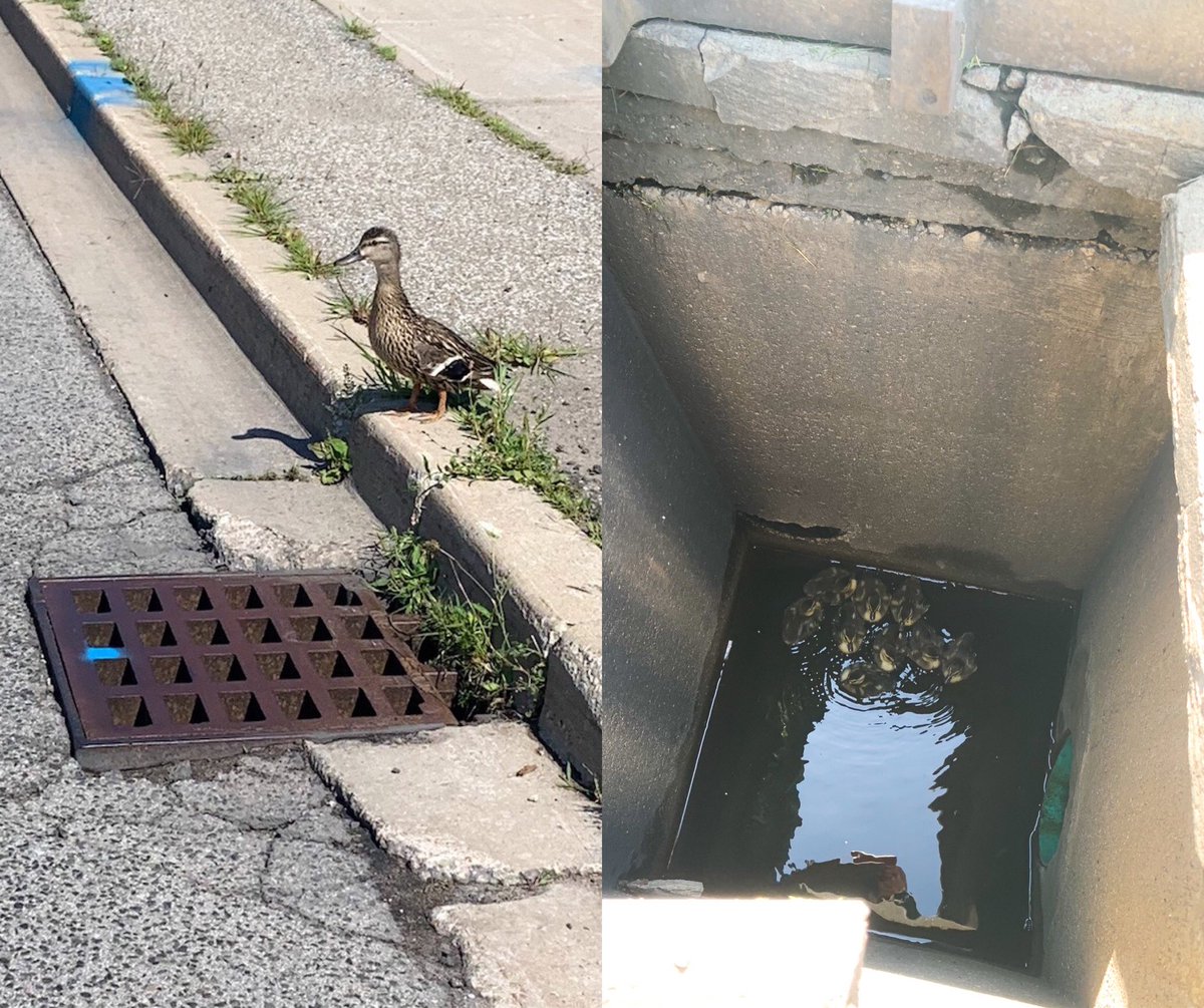 PeelPolice's tweet photo. Ducklings 🐥 in distress
Heart Lake/Bovaird #Brampton
All have fallen into sewer grate, mother stands by waiting for help.
@BramptonFireES and #PRP quickly arrive to render assistance. She waits as each is brought up. 
All are happily reunited.
P200234581 C/R 10:32am https://t.co/bjYqPQSwRa