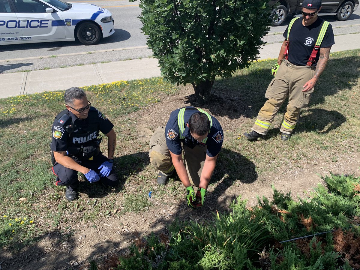 PeelPolice's tweet photo. Ducklings 🐥 in distress
Heart Lake/Bovaird #Brampton
All have fallen into sewer grate, mother stands by waiting for help.
@BramptonFireES and #PRP quickly arrive to render assistance. She waits as each is brought up. 
All are happily reunited.
P200234581 C/R 10:32am https://t.co/bjYqPQSwRa