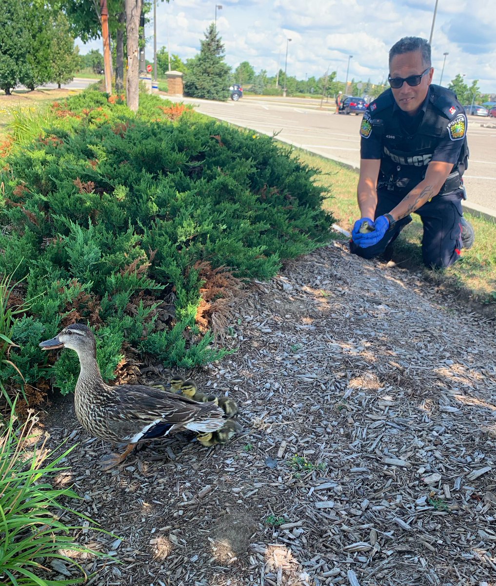 PeelPolice's tweet photo. Ducklings 🐥 in distress
Heart Lake/Bovaird #Brampton
All have fallen into sewer grate, mother stands by waiting for help.
@BramptonFireES and #PRP quickly arrive to render assistance. She waits as each is brought up. 
All are happily reunited.
P200234581 C/R 10:32am https://t.co/bjYqPQSwRa