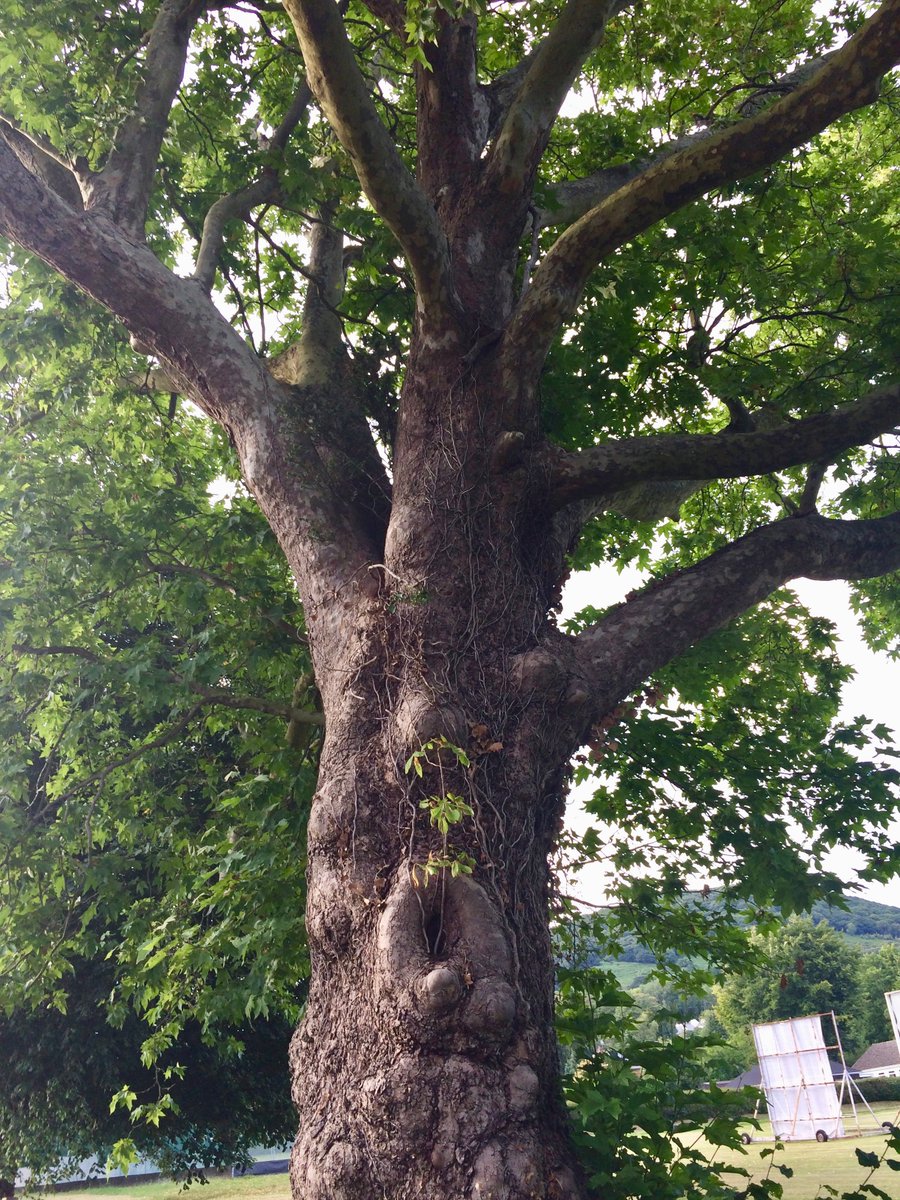 Photos from one of a walk with my 7-year-old where we focused on trees. :) See if you can spot the mouth, nose and eyes in this first one!