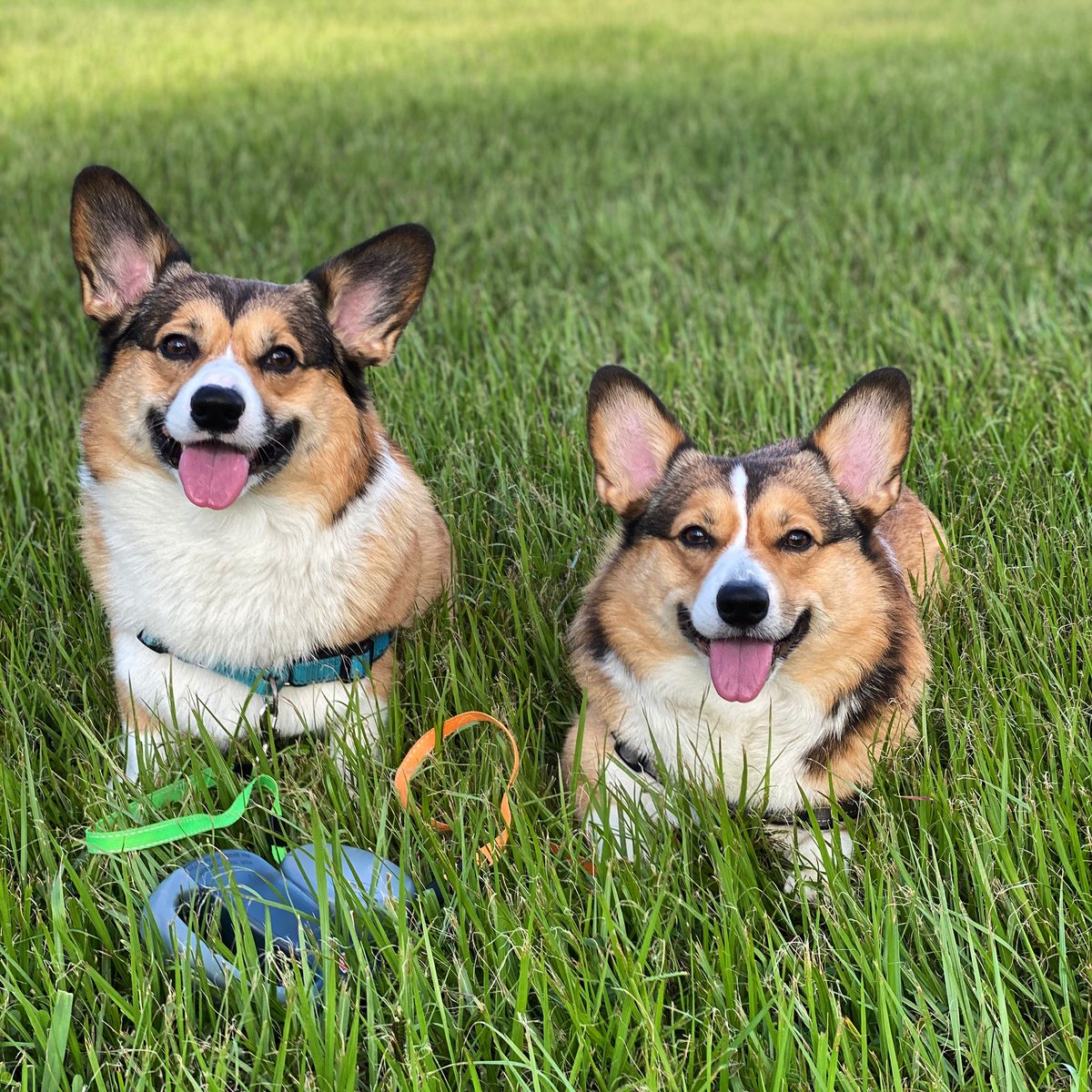 HAPPY WEEKEND🐾 #corgi #corgisofinstagram #corgidaily #myfavcorgi #corgiworld_feature #corgigram_ #corgination #ohmycorgi #love #cute #beautiful #dog #puppy #dogoftheday #pupinfluencer #barked