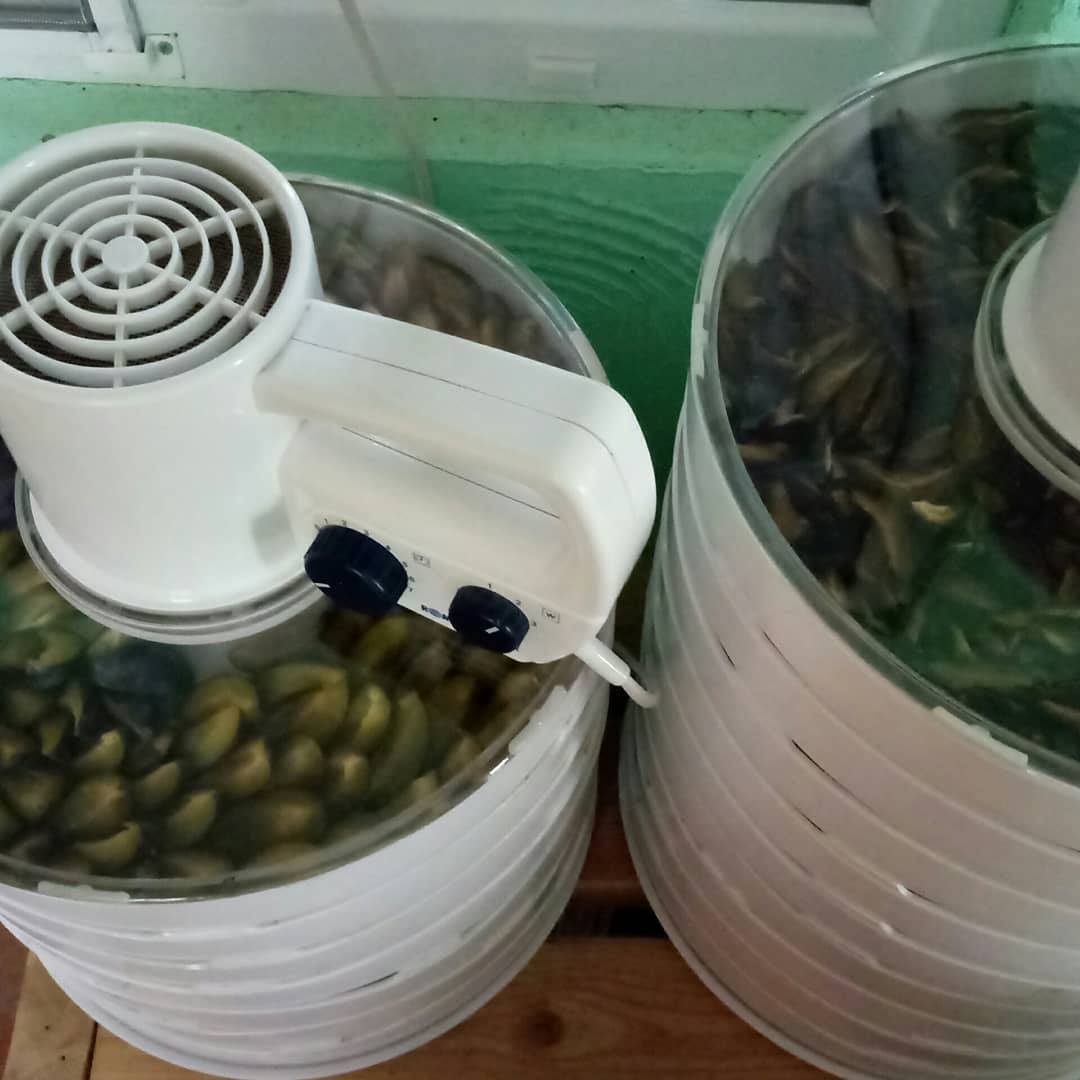 atcostel's tweet photo. Dehydrating plums! From 100 kg fresh, dry are 18 kg. Home made dry fruits! #dryfruits #dehydratedfood #foodforwinter #plums #dryplums #frutarian #vegan #rawvegan #vegetarian #permaculture #countryside #sustainableliving #atcostel #guesthouse #moldova https://t.co/O7o0ODucT2