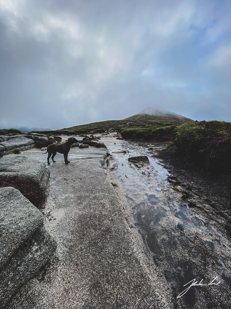 JtaTodd's tweet photo. Lily Waiting., Following the lead of my trusty dog Lily. Shot using the native iOS camera app on iPhone 11 Pro. #Flickr https://t.co/tJznLp6WP0 #Photography #sony #sonyalpha #sonya7 #discoverni #landscape2020, adventure, amateur, apple, ascend, bestfriend, cameraphone, canine, … https://t.co/hnyGcm1ZEM