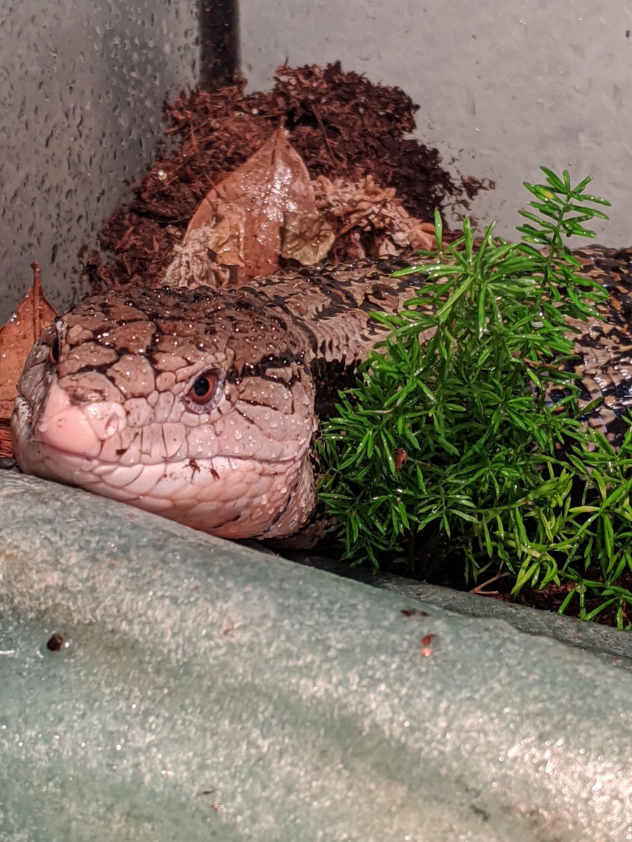 Smough_Ornstein's tweet photo. #Yhorm made such good friends with his bush that he's started to believe that he needs to be watered daily, too!

#BlueTongueSkink #Lizard #Cute https://t.co/Dre47DYr3Q