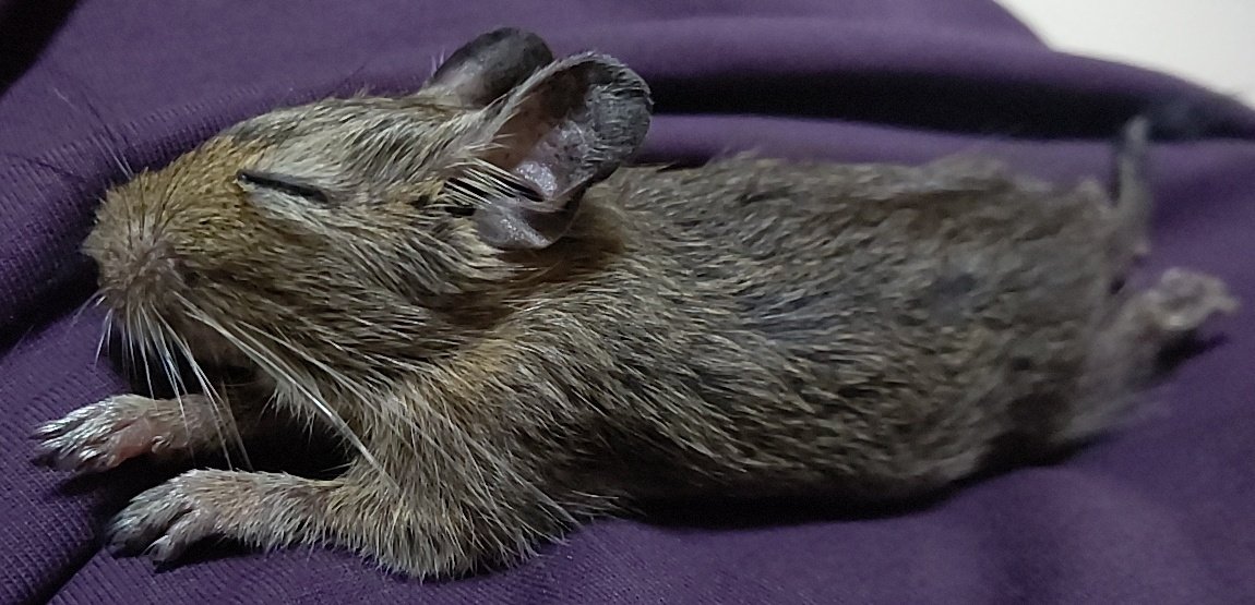 Fu_homo_Se's tweet photo. 動物の自然なあざとさがやはり最強
人類には辿り着けない領域
でもミナミのタナカさんは素敵

#デグー
#邪道飼育法
#あざとくデグーが寝てるの
#小細工などせず自然な等身大の自分を見せれることも大切 https://t.co/Zo5YACqlvu