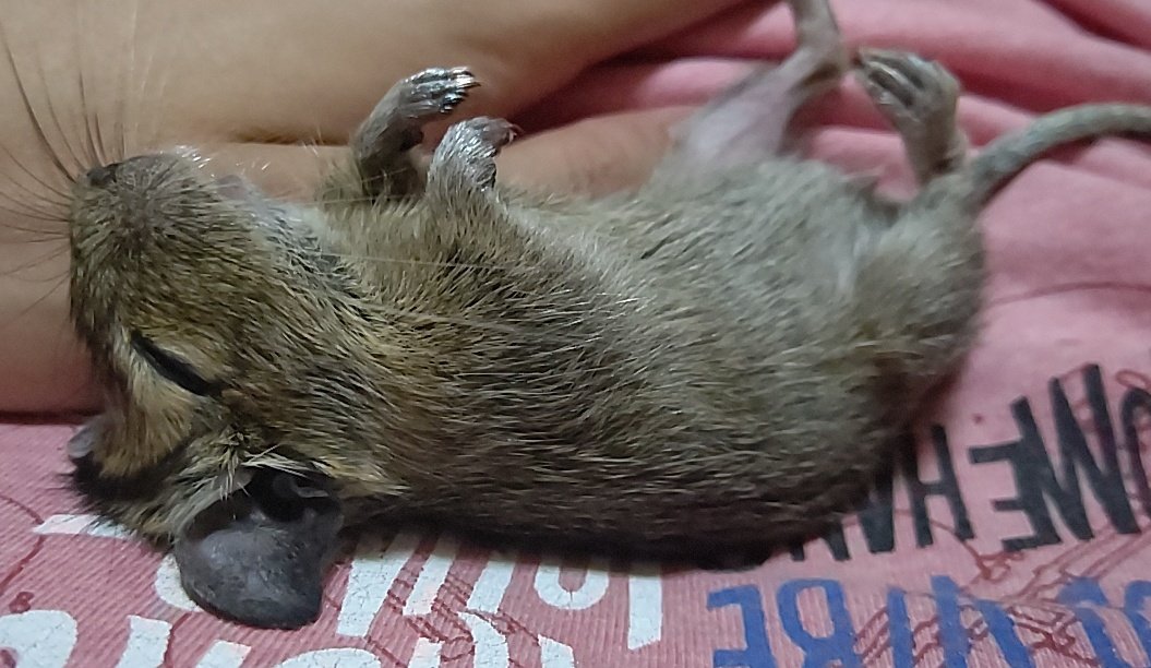 Fu_homo_Se's tweet photo. 動物の自然なあざとさがやはり最強
人類には辿り着けない領域
でもミナミのタナカさんは素敵

#デグー
#邪道飼育法
#あざとくデグーが寝てるの
#小細工などせず自然な等身大の自分を見せれることも大切 https://t.co/Zo5YACqlvu