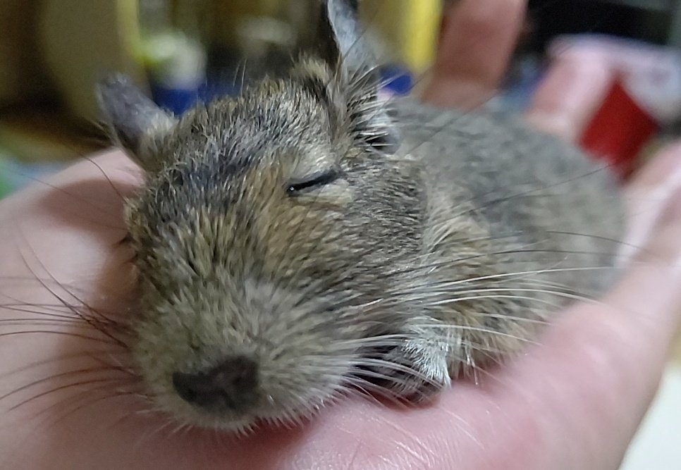 Fu_homo_Se's tweet photo. 動物の自然なあざとさがやはり最強
人類には辿り着けない領域
でもミナミのタナカさんは素敵

#デグー
#邪道飼育法
#あざとくデグーが寝てるの
#小細工などせず自然な等身大の自分を見せれることも大切 https://t.co/Zo5YACqlvu