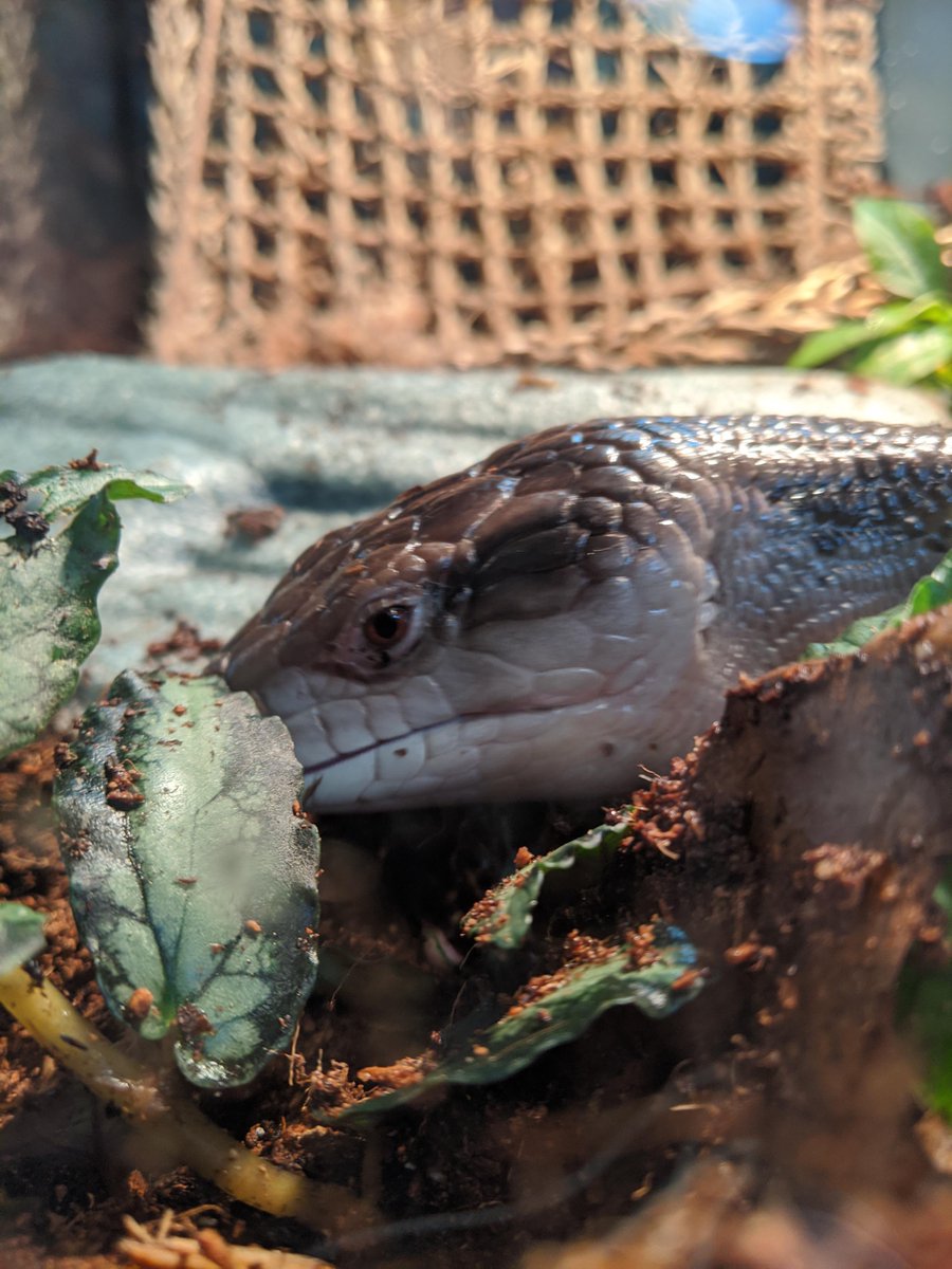 Smough_Ornstein's tweet photo. #Kalameet says: it's important to take a moment to stop and mlem the flowers. Or... ferns.

#BlueTongueSkink #Lizard https://t.co/16T54DJHzW