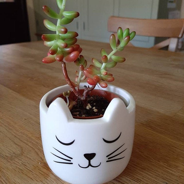 ⭐ ⭐ ⭐ ⭐ ⭐ 
"Extremely well packaged, arrived safe and sound and now looks very sweet in a cute cat planter purchased from another Etsy shop"
Review by Katie and my goodness - how CUTE is that planter?!
#plants #cats #planter