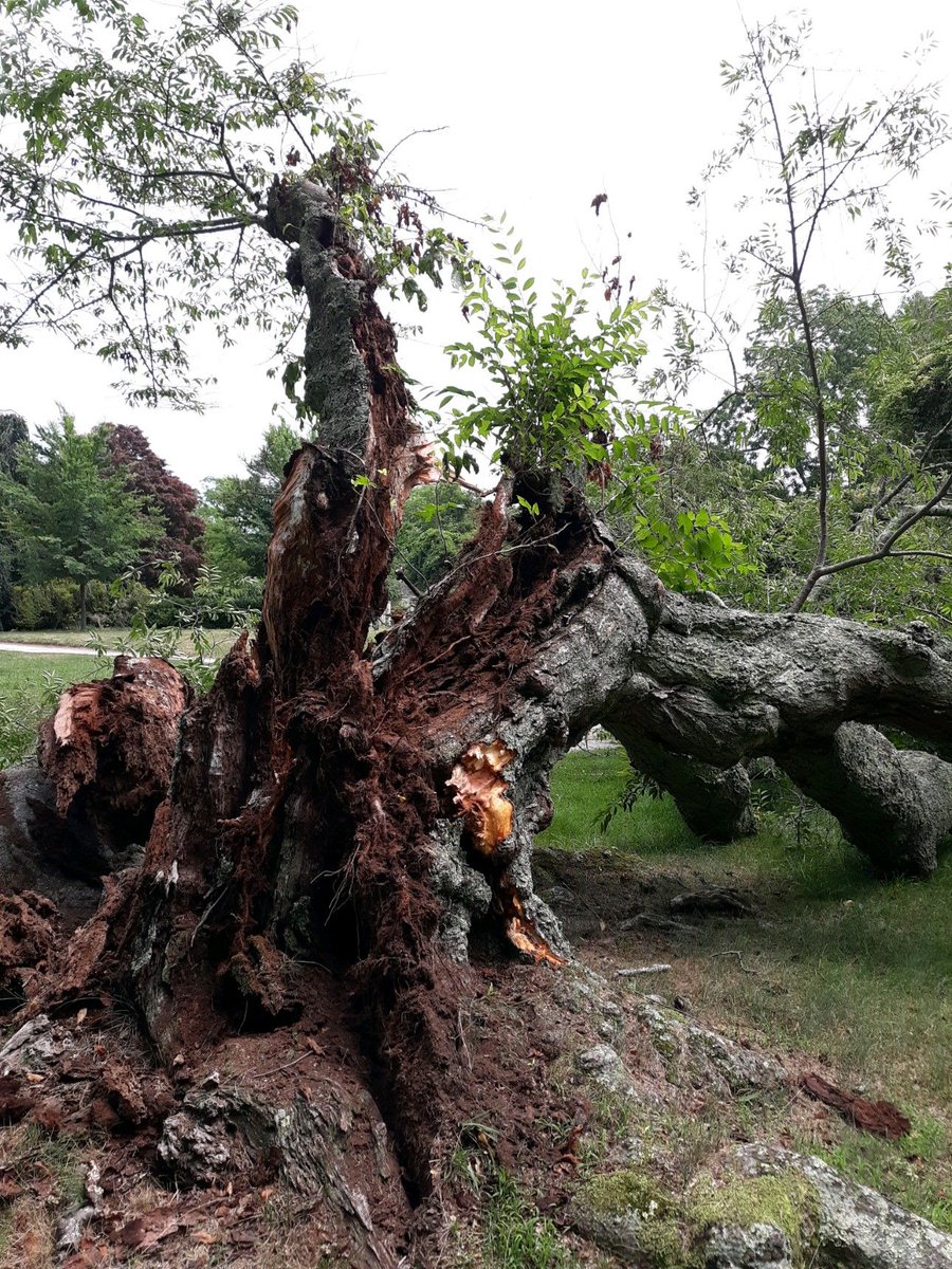 The majestic Cherry Tree on the circle drive succumbed to the thunderstorm Thurs and fell Fri am. The ravages of age, tree rot, wind and rain contributed to its falling after having graced the landscape for 100+ years. Will try to salvage healthy branches and cultivate cuttings.