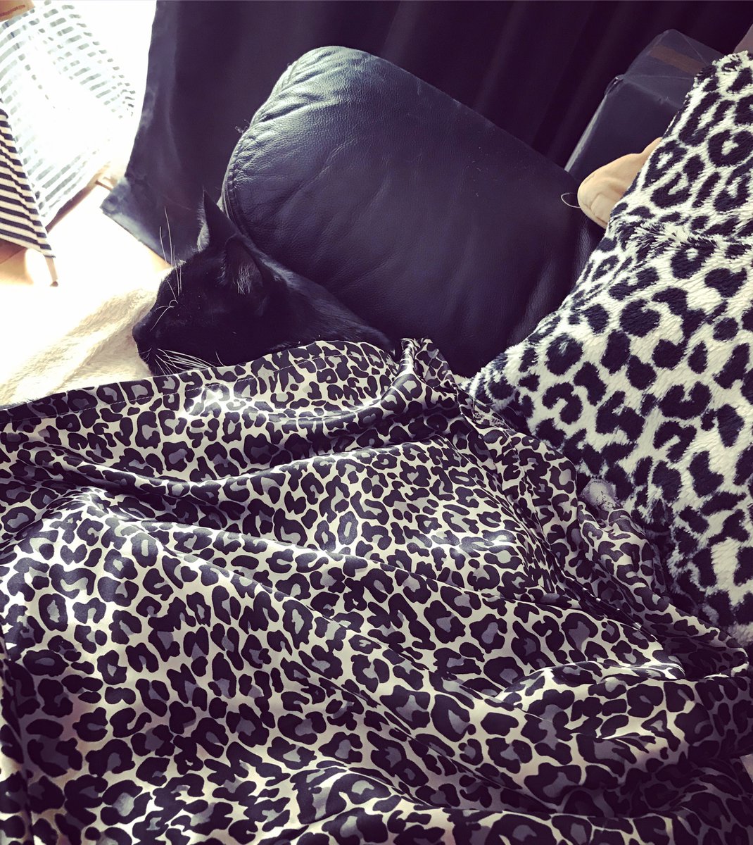 BKOH4062's tweet photo. Does he look cosy and content enough ?
๐ป๐พ๐ป
#Caturday
#Jani
#BabyBear
#Spudface
#CatMom
#TooCute
#MyLittleLove
๐๐๐ https://t.co/vzgbtjJUZ6