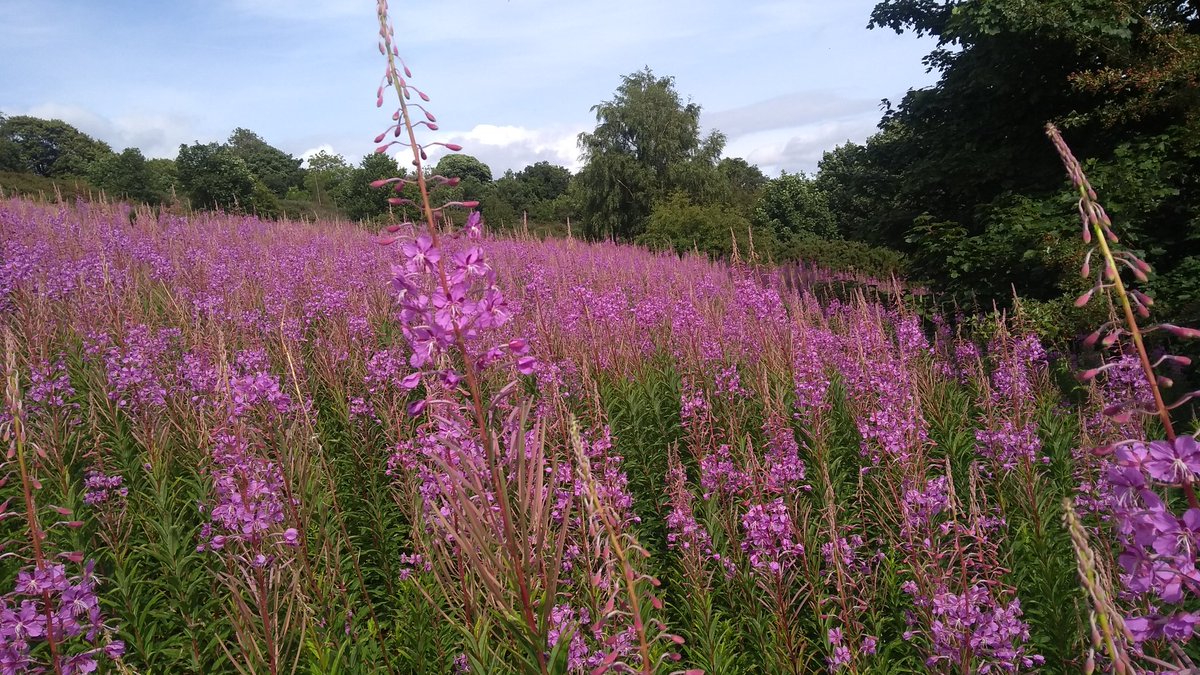 pdhpromo's tweet photo. Beautiful sea of purple up on Corstorphine Hill #Flowers #wildflowers #Edinburgh #nature #SaturdayMotivation https://t.co/5V3WGgse3J